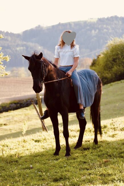 Kinderliebes Freizeitpferd, Gabriele Sarnig, Horses For Sale, Sankt Andrä , Image 2
