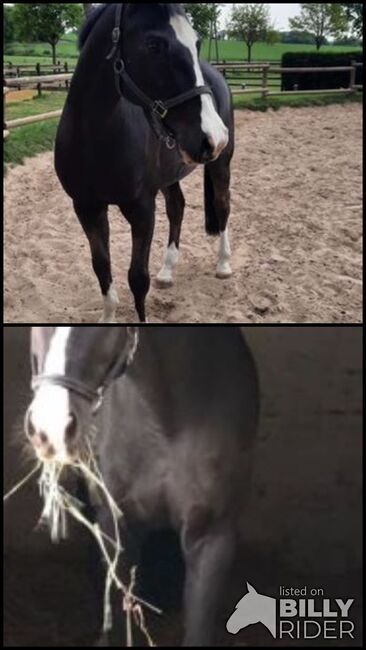 Beistell/Freizeit Pferde zu verkaufen, Martina, Horses For Sale, Rheinberg, Image 3