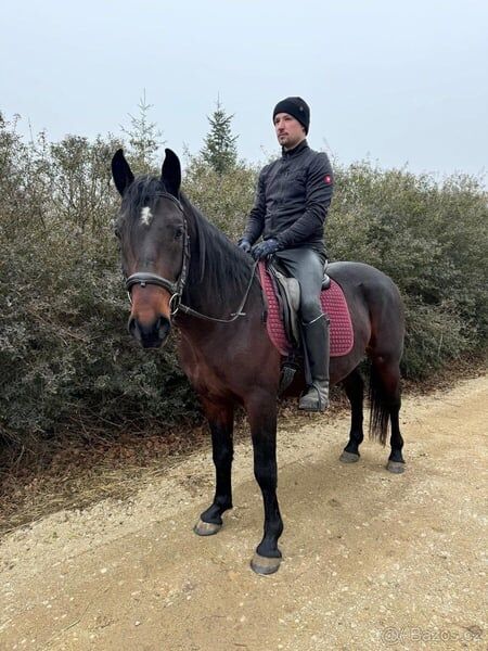 Freizeit Partner, Georgina, Horses For Sale, Kecskemét