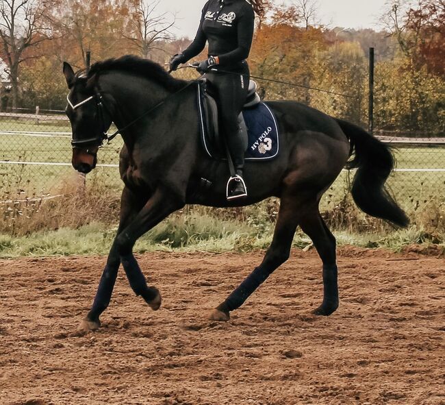 Freizeitpartner zum verlieben 🥰, Lena, Horses For Sale, Berlin , Image 2