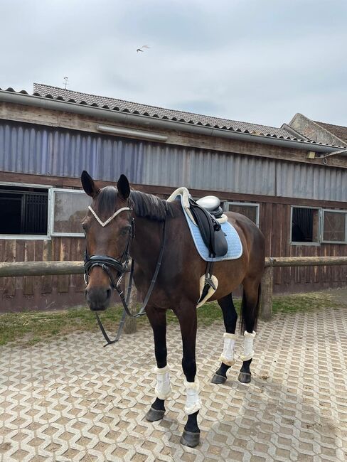 Freizeitpartner zum verlieben 🥰, Lena, Horses For Sale, Berlin , Image 4