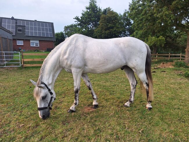 Freizeitpony, Mireille, Horses For Sale, Poppenbüll 