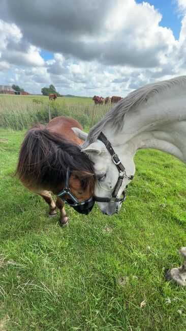 Freizeitpony, Mireille, Horses For Sale, Poppenbüll , Image 6