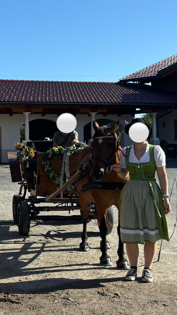 Einspänner Steirerwagerl, Sarah, Carriages, Anthering , Image 2