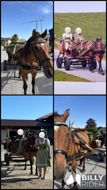 Einspänner Steirerwagerl, Sarah, Carriages, Anthering , Image 5