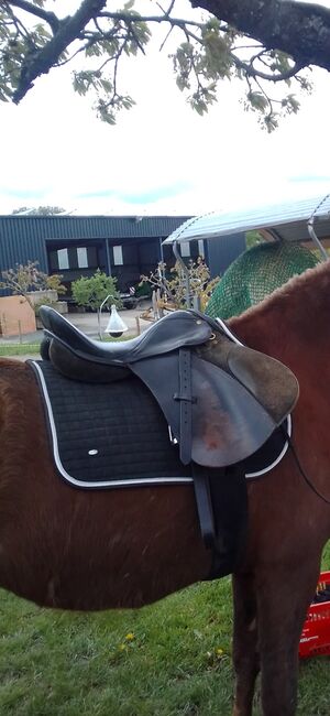 VS Vielseitigkeitssattel u, Stegmann, All Purpose Saddle, Kastellaun