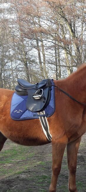 VS Sattel schwarz mit Schabracke und Sattelgurt, gebraucht, Claridge House, bonny, All Purpose Saddle, Korswandt