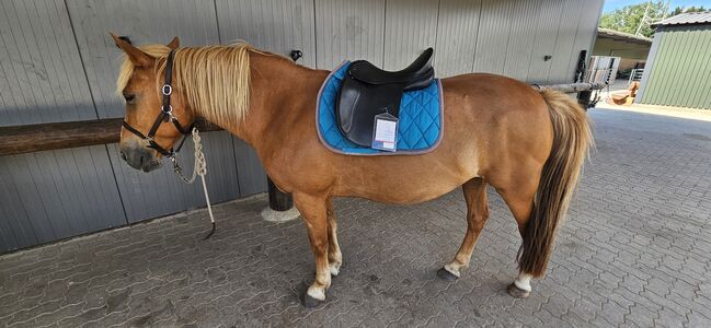 VS/Vielseitigkeits Sattel - Sommer Remos Modell Montana 17,5,  Sommer/Remos Montana, Mareen Blankenburg , All Purpose Saddle, Wedel, Image 2