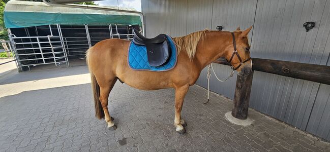 VS/Vielseitigkeits Sattel - Sommer Remos Modell Montana 17,5,  Sommer/Remos Montana, Mareen Blankenburg , All Purpose Saddle, Wedel, Image 6