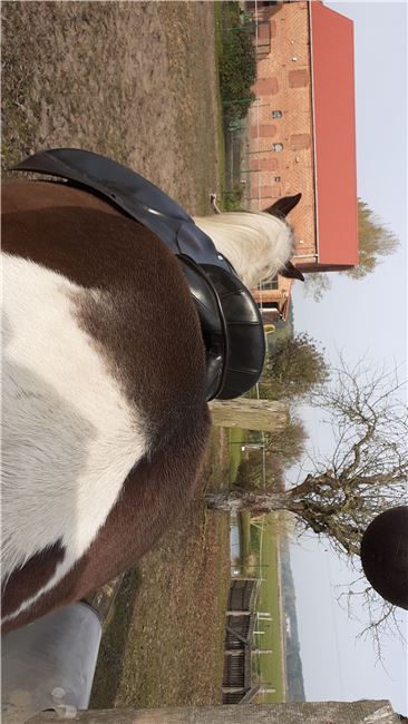 VSD LORD 17,5, LORD EXPERT Hand Made, Petra , All Purpose Saddle, Eldena , Image 14