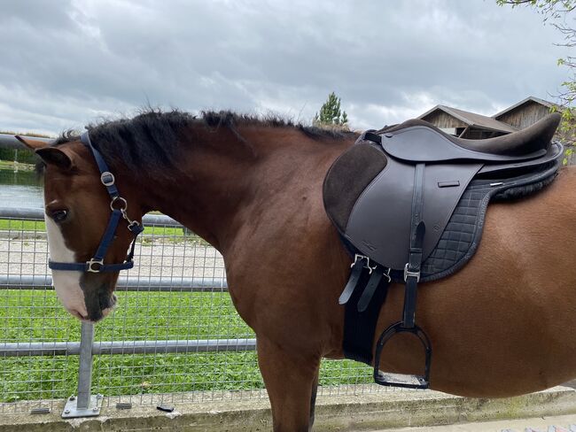 VSS Lederbaum-Sattel, Equihood El Primo, Conny CD., All Purpose Saddle, Diepoltsdorf, Image 3