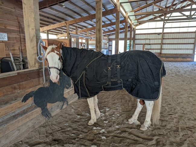 Vtek Storm Shield used blanket, Schneiders  Vtek Storm Shield, Bethany McGeary, Horse Blankets, Sheets & Coolers, Toledo, Image 8