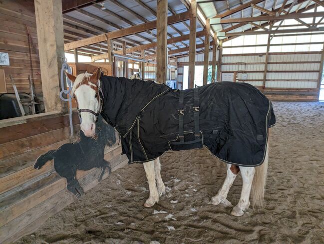 Vtek Storm Shield used blanket, Schneiders  Vtek Storm Shield, Bethany McGeary, Horse Blankets, Sheets & Coolers, Toledo, Image 7