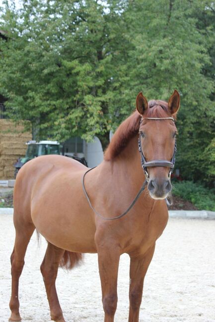 Feuerfarbener PRE sucht neues Zuhause, Ilena Fleischl, Horses For Sale, Böheimkirchen 