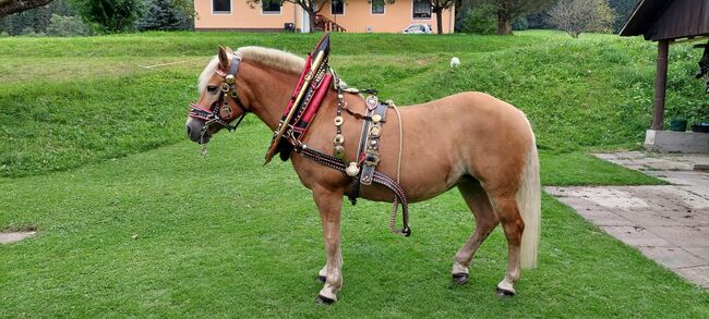 Wagonette mit Geschirr, Daniela, Horse Harness, Friesach