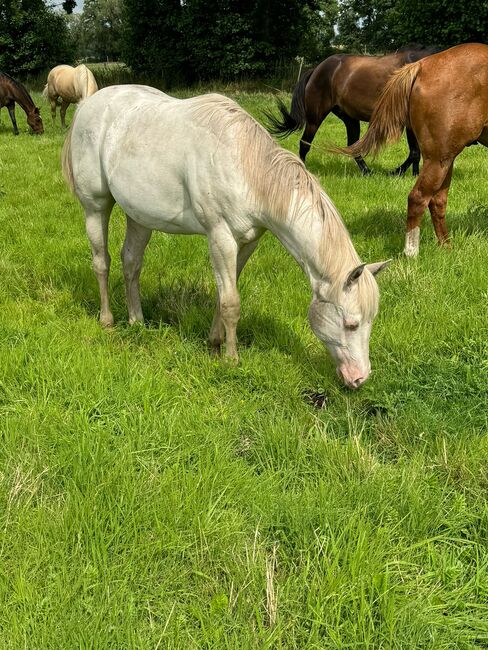 Wahnsinnig lieber Quarter Horse Hengst in toller Farbe, Kerstin Rehbehn (Pferdemarketing Ost), Pferd kaufen, Nienburg