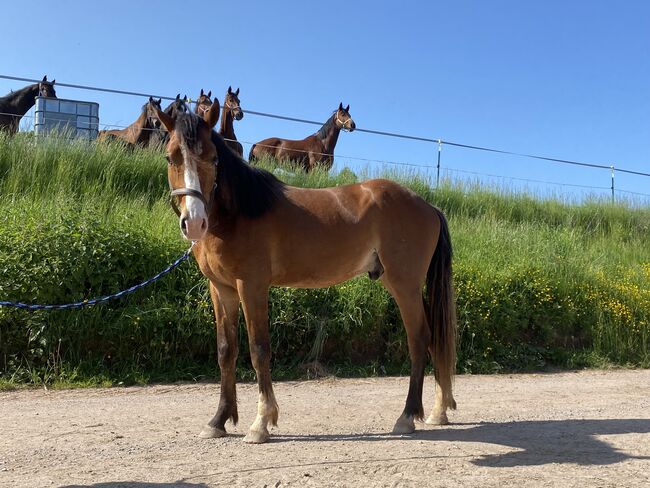 Wallach, 2 Jahre, Julia, Konie na sprzedaż, Erbach, Image 2