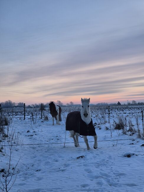 Wallach 3-15J. 152-158cm, Wencke , Konie na sprzedaż, Wesselburener-Deichhausen