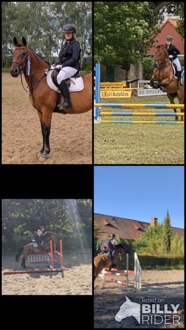 Wallach 8 Jahre, Franzi, Konie na sprzedaż, Uthmöden, Image 7