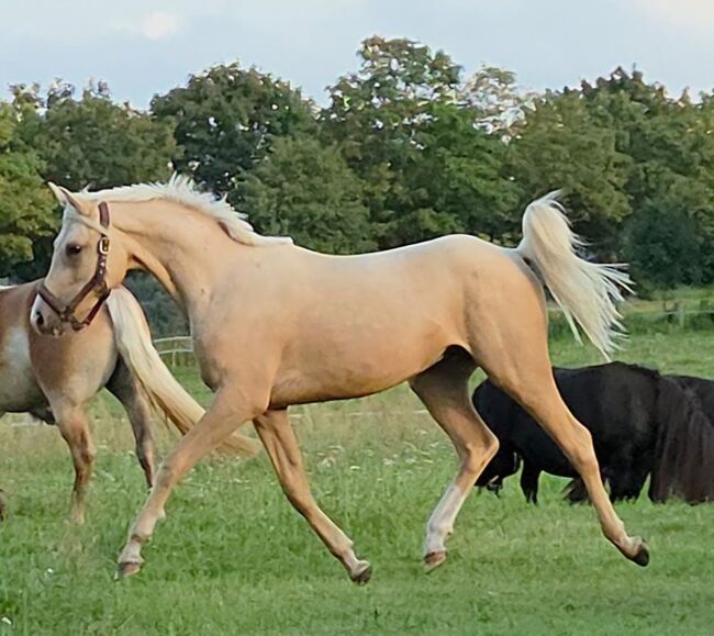 Partbred Araber 95,95 % AV Palomino Wallach, Kathi, Konie na sprzedaż, Löwenberger Land