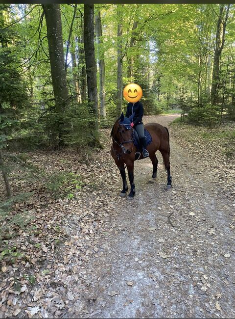 Liebevoller Charakter Walach mit Herz sucht neues Zuhause, Tanja, Horses For Sale, Bad Birnbach 