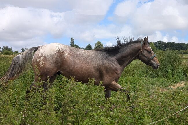 ApHC Appaloosa Wallach geb.18.04.2022, A. Gößler, Konie na sprzedaż, Morbach