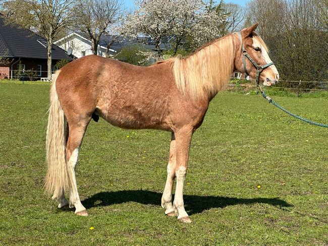 Araber Berber Wallach ( VFZB), unglaublich toller Charakter, geboren 2021, Birgit , Konie na sprzedaż, Bunsoh, Image 2