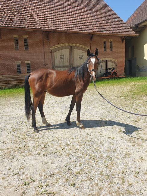 Wallach Araber, Kinga , Konie na sprzedaż, Ziemetshausen 