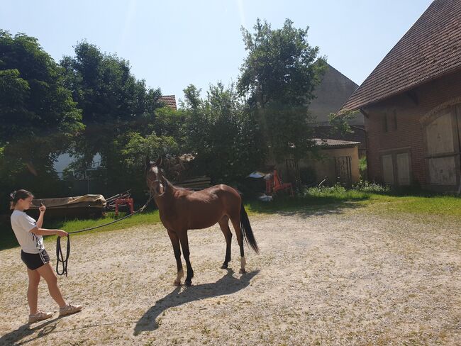 Wallach Araber, Kinga , Konie na sprzedaż, Ziemetshausen , Image 4