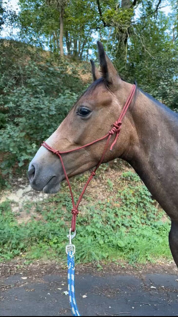 Shagya Araber Wallach Distanzpferd Joungster, Leoni , Konie na sprzedaż, Dankmarshausen