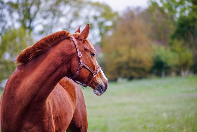 Arabisches Partbred Wallach 8 Jahre, Anna , Konie na sprzedaż, Wamel