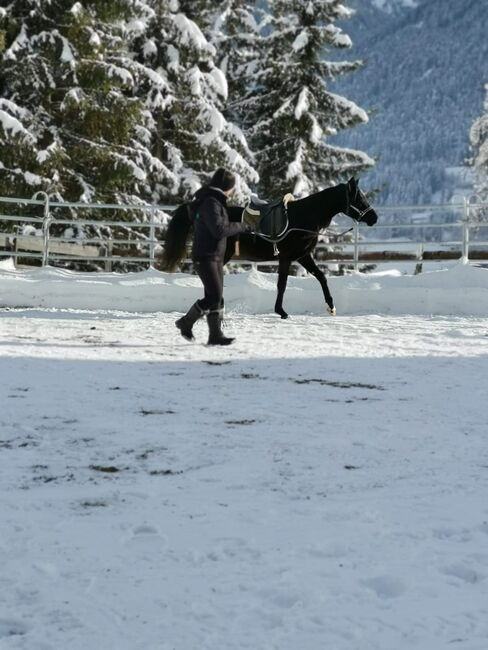 Partbred Araber Wallach, Lisa, Konie na sprzedaż, Wenneberg, Image 6