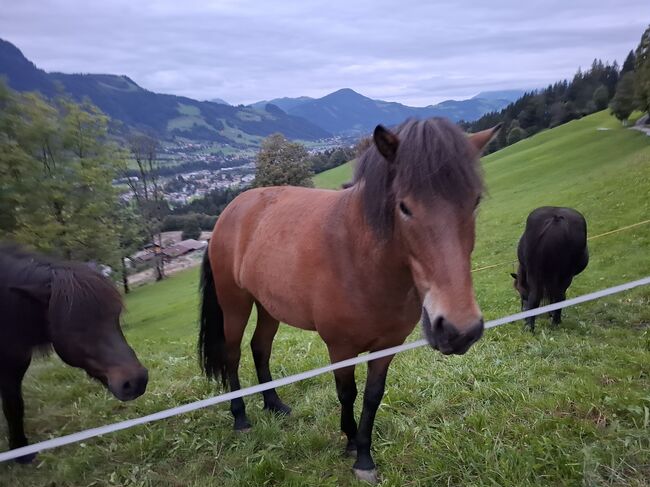 Isländer Wallach 5 Gänge, Stella, Konie na sprzedaż, Kitzbühel , Image 3
