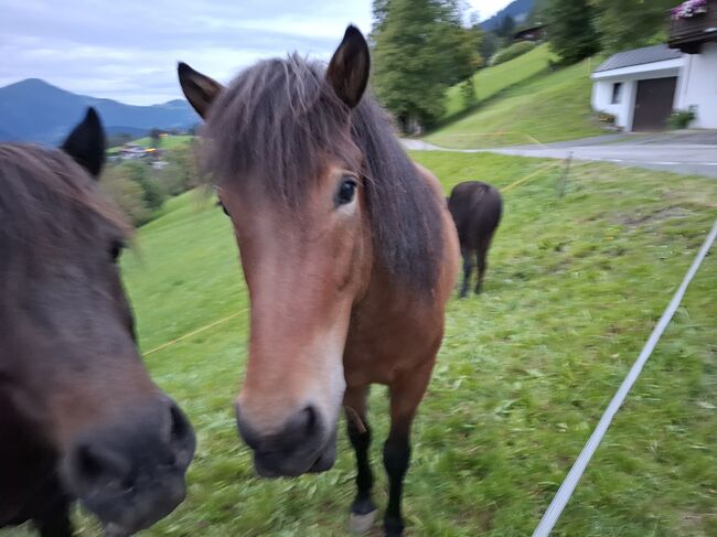 Isländer Wallach 5 Gänge, Stella, Konie na sprzedaż, Kitzbühel , Image 2
