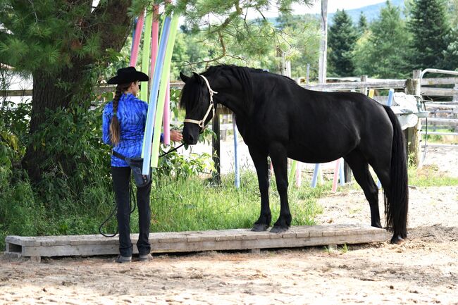 Canadian Horse Wallach, 5 1/2 Jahre, wird ca. 1.60m, Canadian Dream Horses , Konie na sprzedaż, Wettingen