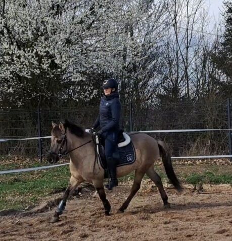 Konikwallach perfekt als Geländepartner, Marcelina, Konie na sprzedaż, Lipinki, Image 4