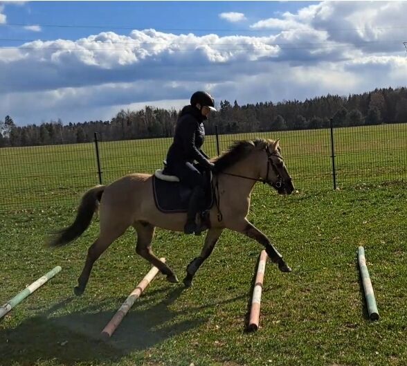 Konikwallach perfekt als Geländepartner, Marcelina, Konie na sprzedaż, Lipinki, Image 6