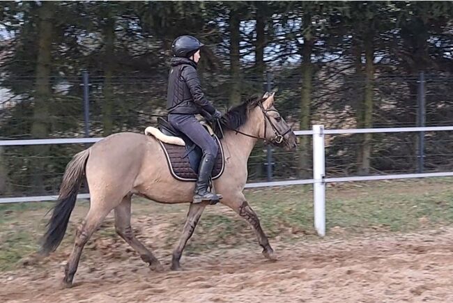 Konikwallach perfekt als Geländepartner, Marcelina, Konie na sprzedaż, Lipinki, Image 8