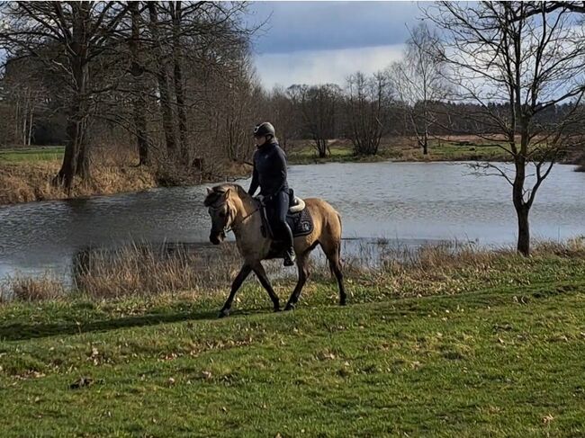 Konikwallach perfekt als Geländepartner, Marcelina, Konie na sprzedaż, Lipinki, Image 10