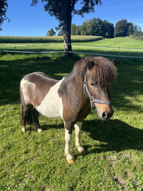 Pony Wallach, Simone , Konie na sprzedaż, Hinterschachen