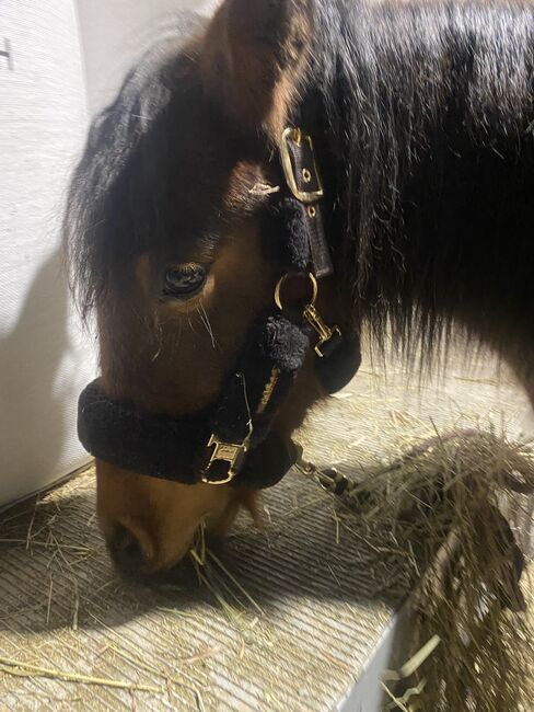 Pony Wallach, Nina Niederl, Konie na sprzedaż, Wetzelsdorf bei Jagerberg