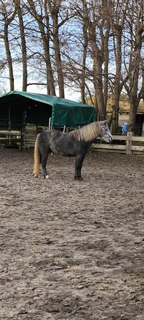 Pony Wallach, Pony, Konie na sprzedaż, Emden