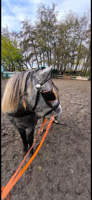 Pony Wallach, Pony, Konie na sprzedaż, Emden, Image 5