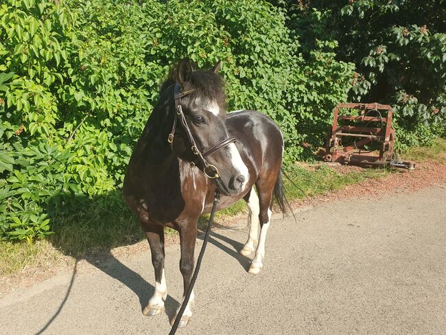 Pony Wallach, KL, Konie na sprzedaż, Niederstetten , Image 4