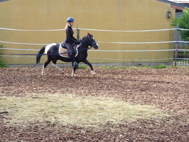 Pony Wallach, KL, Konie na sprzedaż, Niederstetten , Image 5