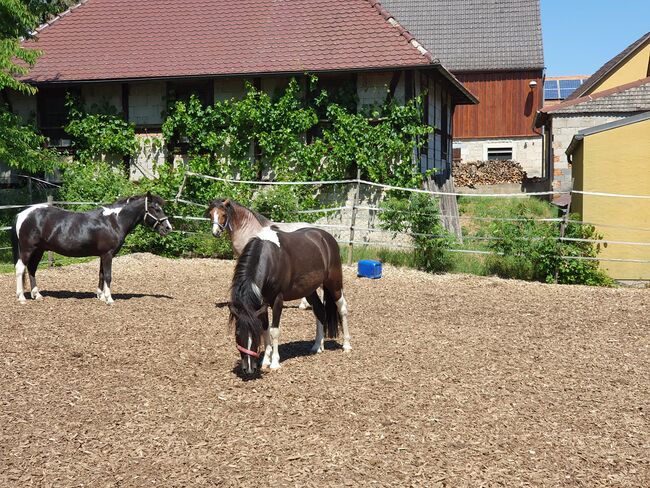 Ponywallach zu verkaufen, KL, Konie na sprzedaż, Niederstetten , Image 2