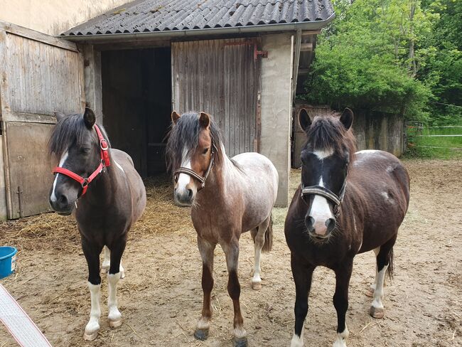 Ponywallach zu verkaufen, KL, Konie na sprzedaż, Niederstetten , Image 5