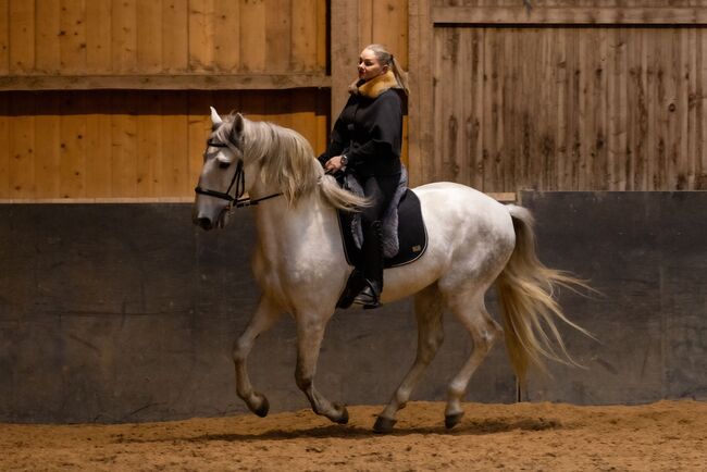 Lusitano Wallach 6J 168cm, sehr gut geritten, geländesicher, Angelina, Konie na sprzedaż, Friedberg, Image 3