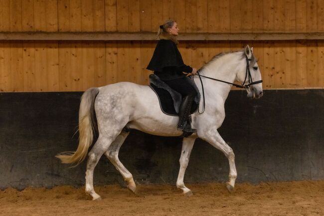 Lusitano Wallach 6J 168cm, sehr gut geritten, geländesicher, Angelina, Konie na sprzedaż, Friedberg, Image 4