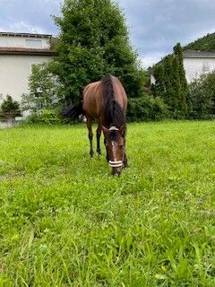 Verkaufe Lusitano-Wallach, Tamara, Konie na sprzedaż, Tecknau, Image 5